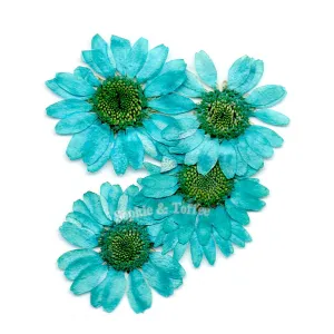 Turquoise Daisy Pressed Real Dried Flowers (6 pieces)